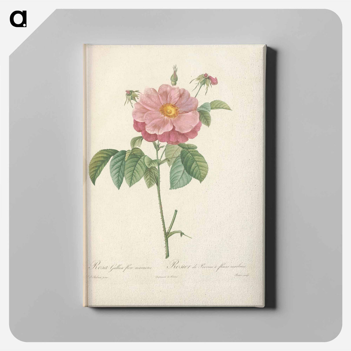 アートパネル-Rose illustration - ピエール ジョゼフ ルドゥーテ Canvas.