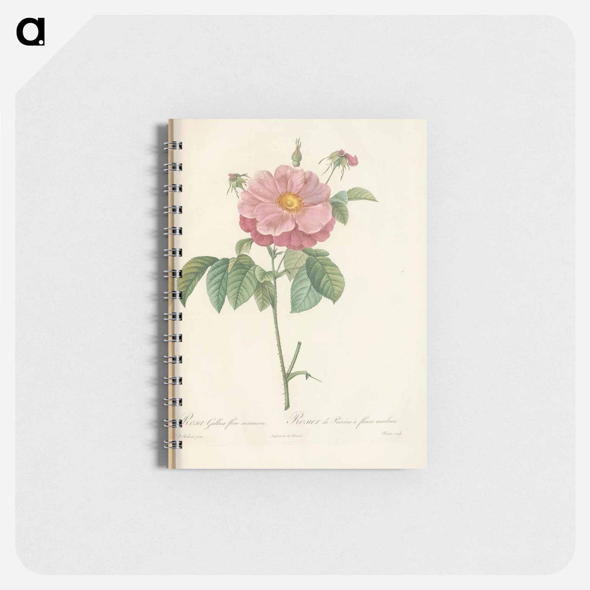 Rose illustration - ピエール ジョゼフ ルドゥーテ Memo.