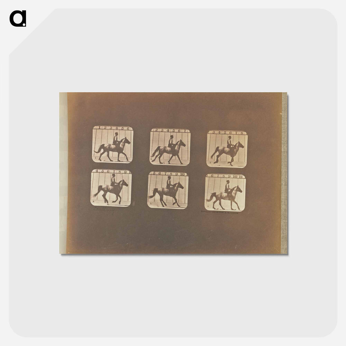 アートポストカード-Cantering
- エドワード マイブリッジ Postcard.