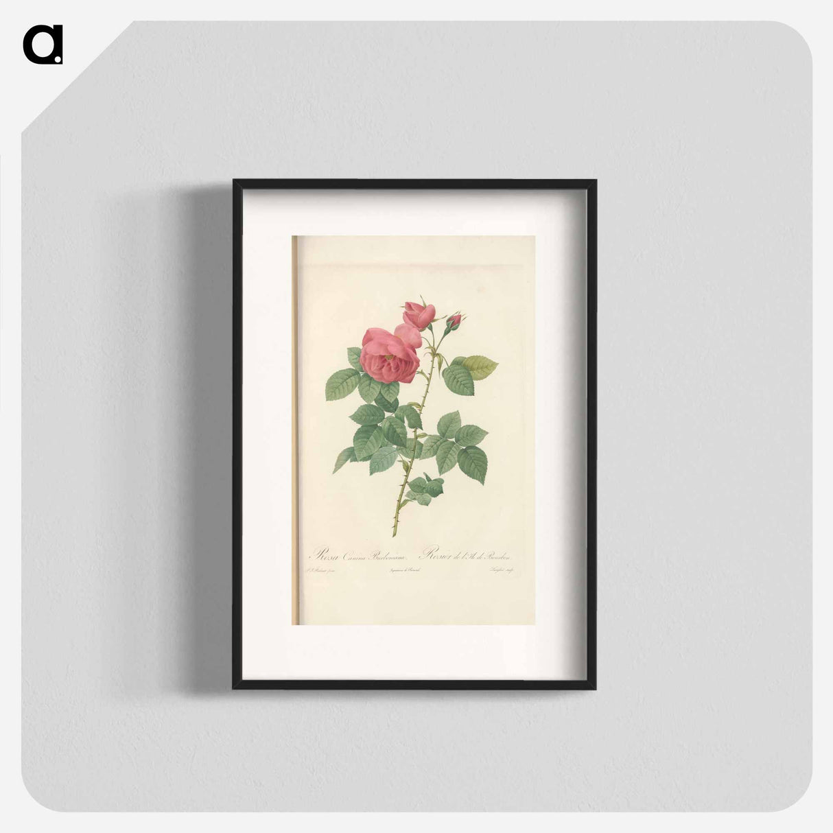 Rose illustration - Pierre Joseph Redouté Poster.