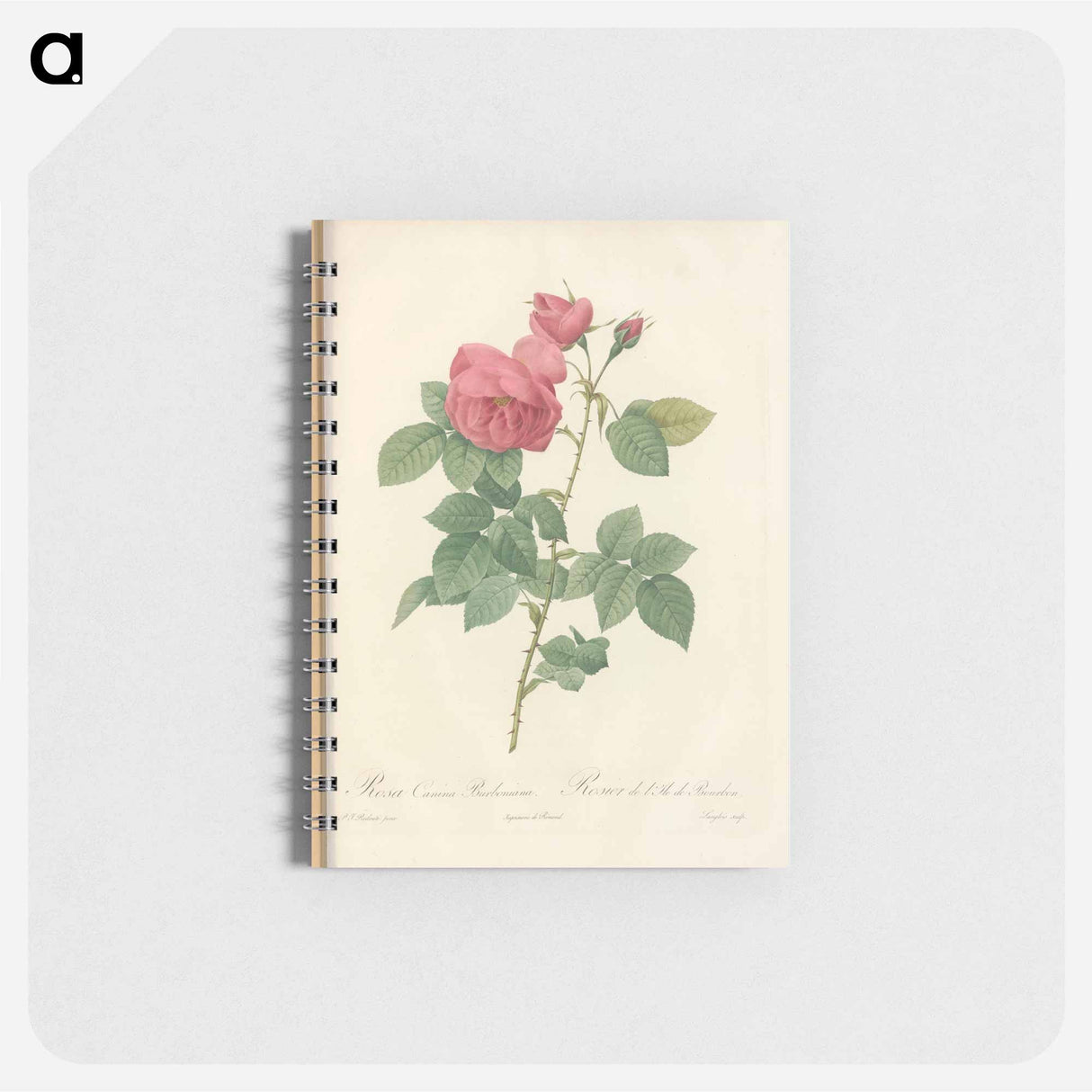 Rose illustration - ピエール ジョゼフ ルドゥーテ Memo.