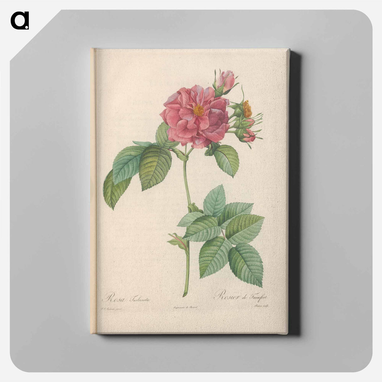 アートパネル-Rose illustration - ピエール ジョゼフ ルドゥーテ Canvas.