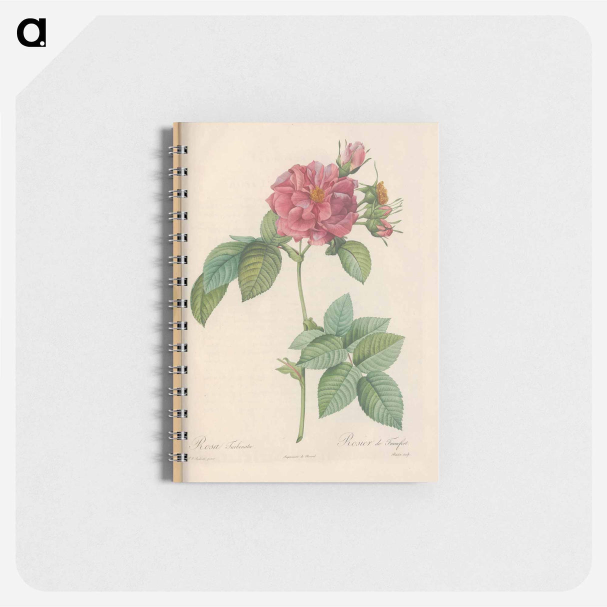 Rose illustration - ピエール ジョゼフ ルドゥーテ Memo.