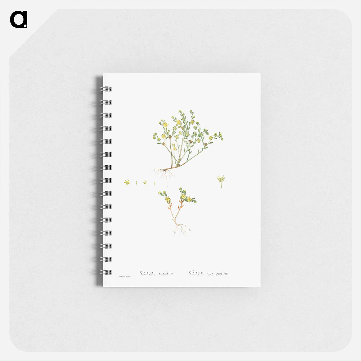 Sedum Saxatile - ピエール ジョゼフ ルドゥーテ Memo.