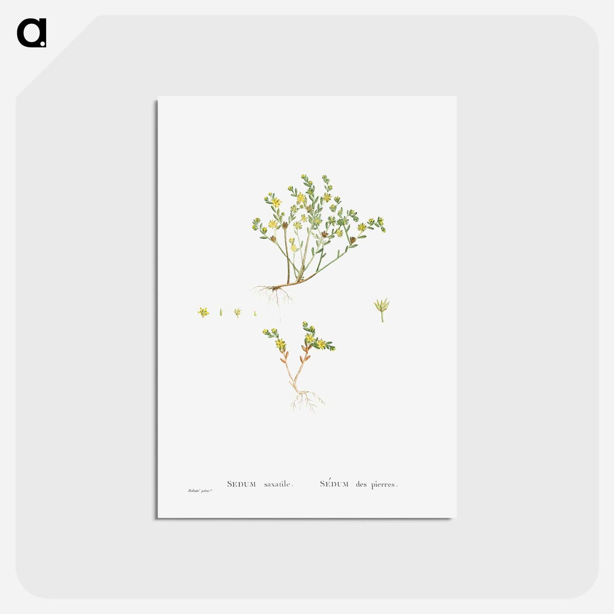 アートポストカード-Sedum Saxatile - ピエール ジョゼフ ルドゥーテ Postcard.