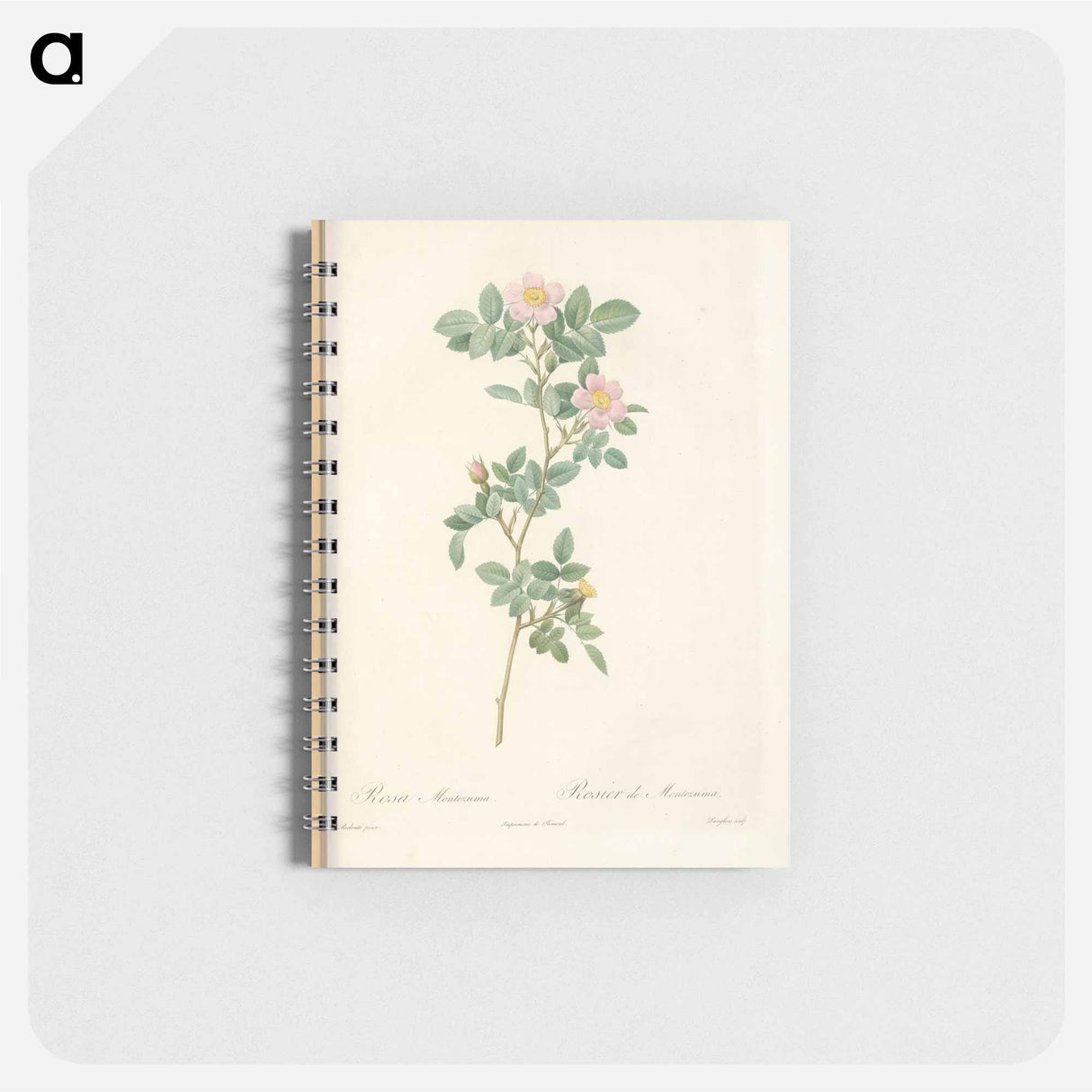 Rose illustration - ピエール ジョゼフ ルドゥーテ Memo.