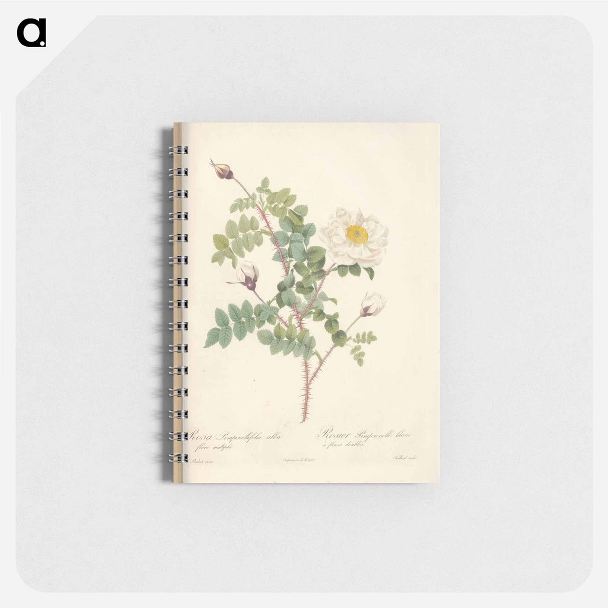 Rose illustration - ピエール ジョゼフ ルドゥーテ Memo.