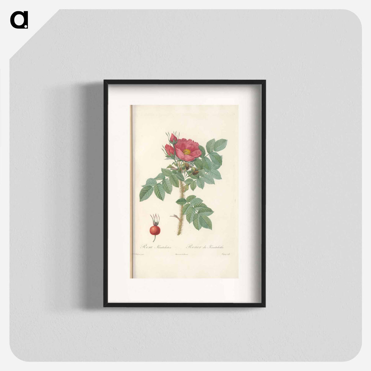 Rose illustration - Pierre Joseph Redouté Poster.