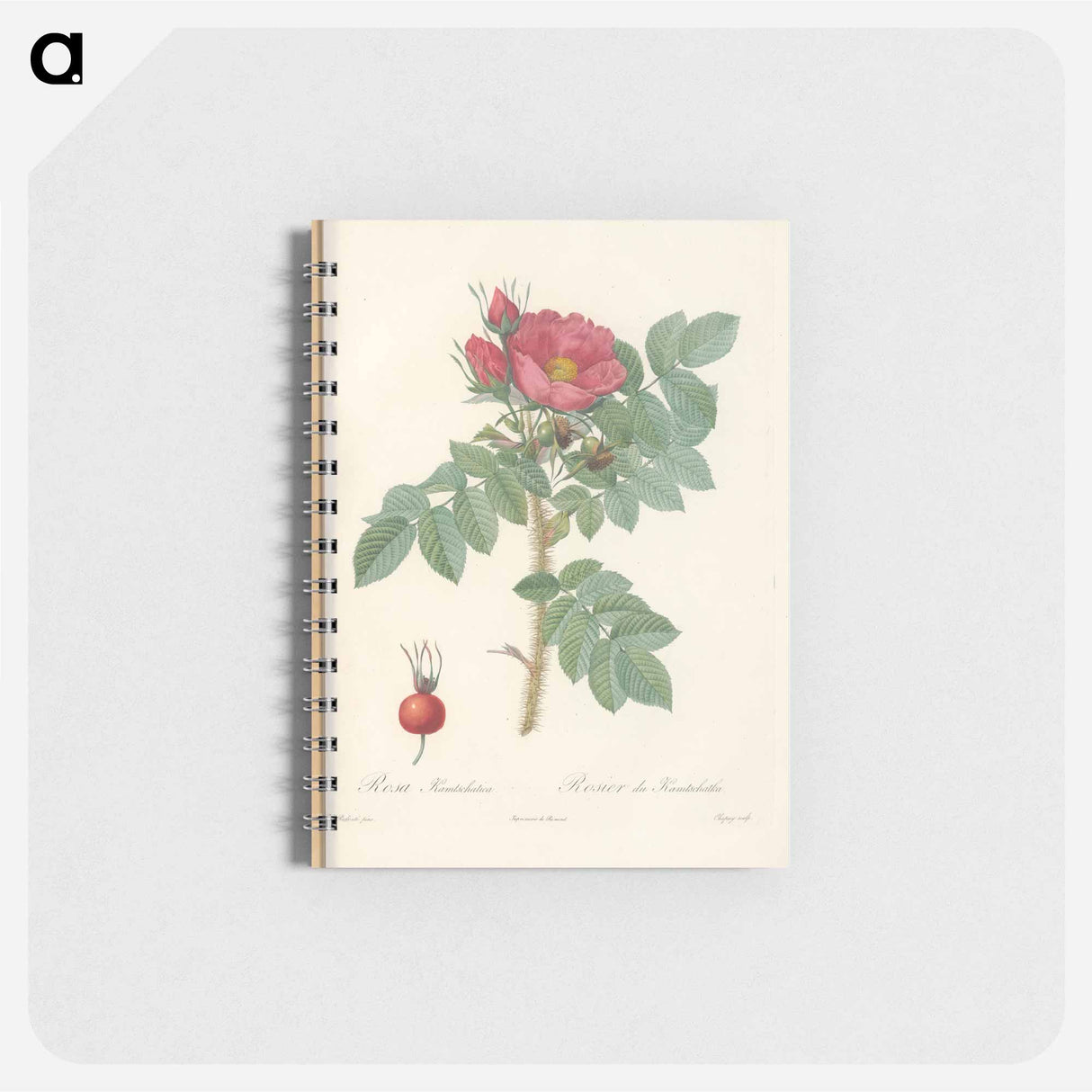 Rose illustration - ピエール ジョゼフ ルドゥーテ Memo.