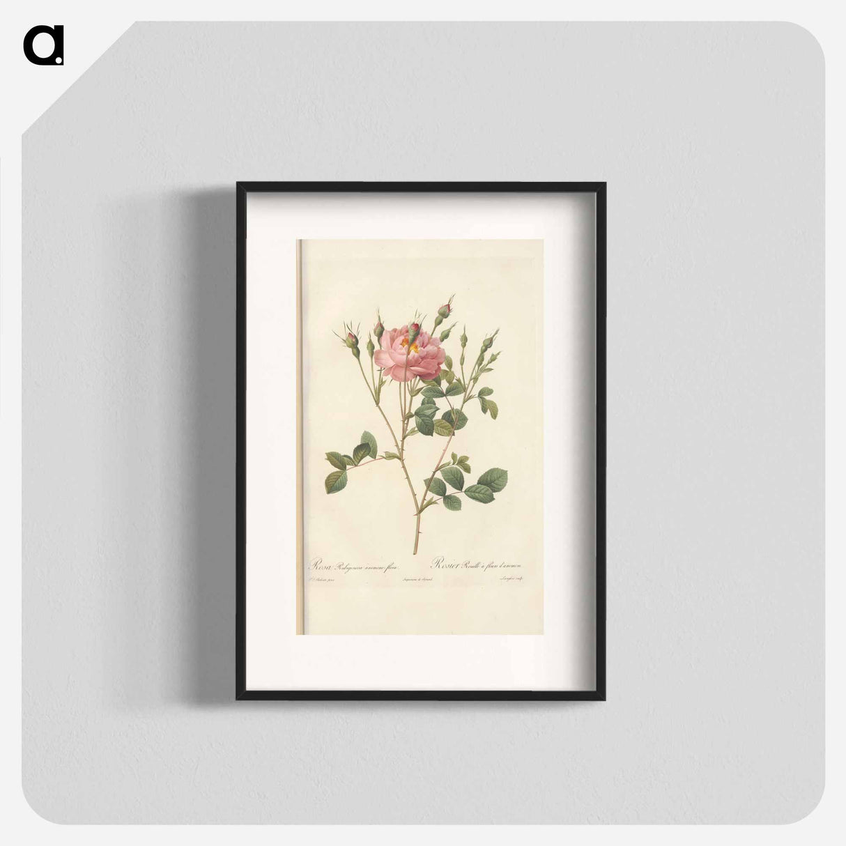 Rose illustration - Pierre Joseph Redouté Poster.