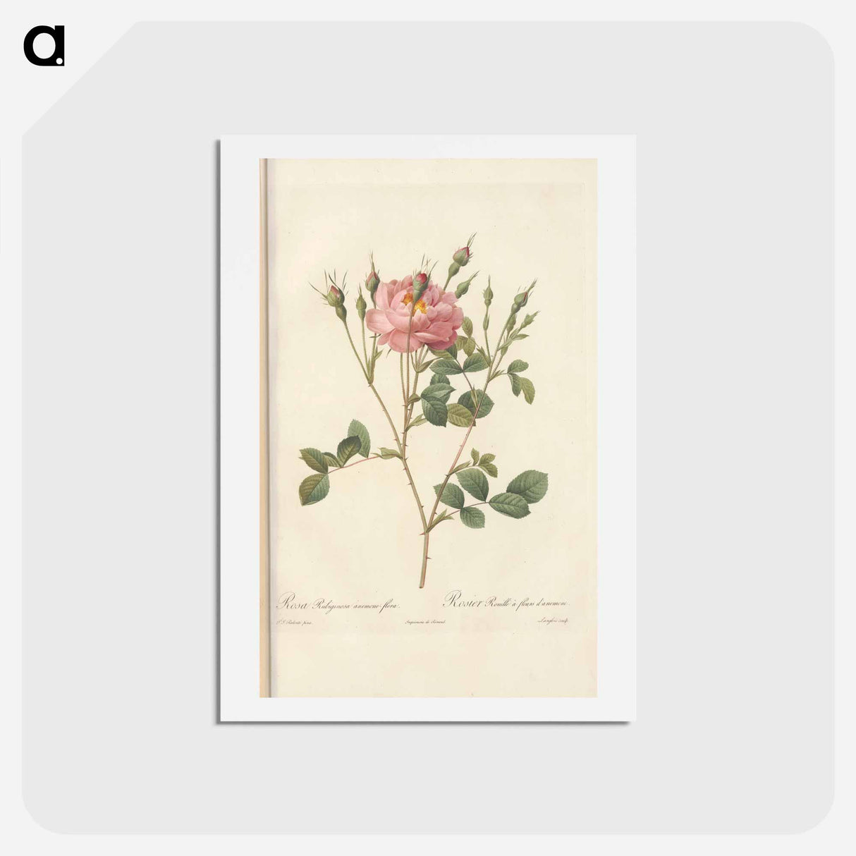 アートポストカード-Rose illustration - ピエール ジョゼフ ルドゥーテ Postcard.