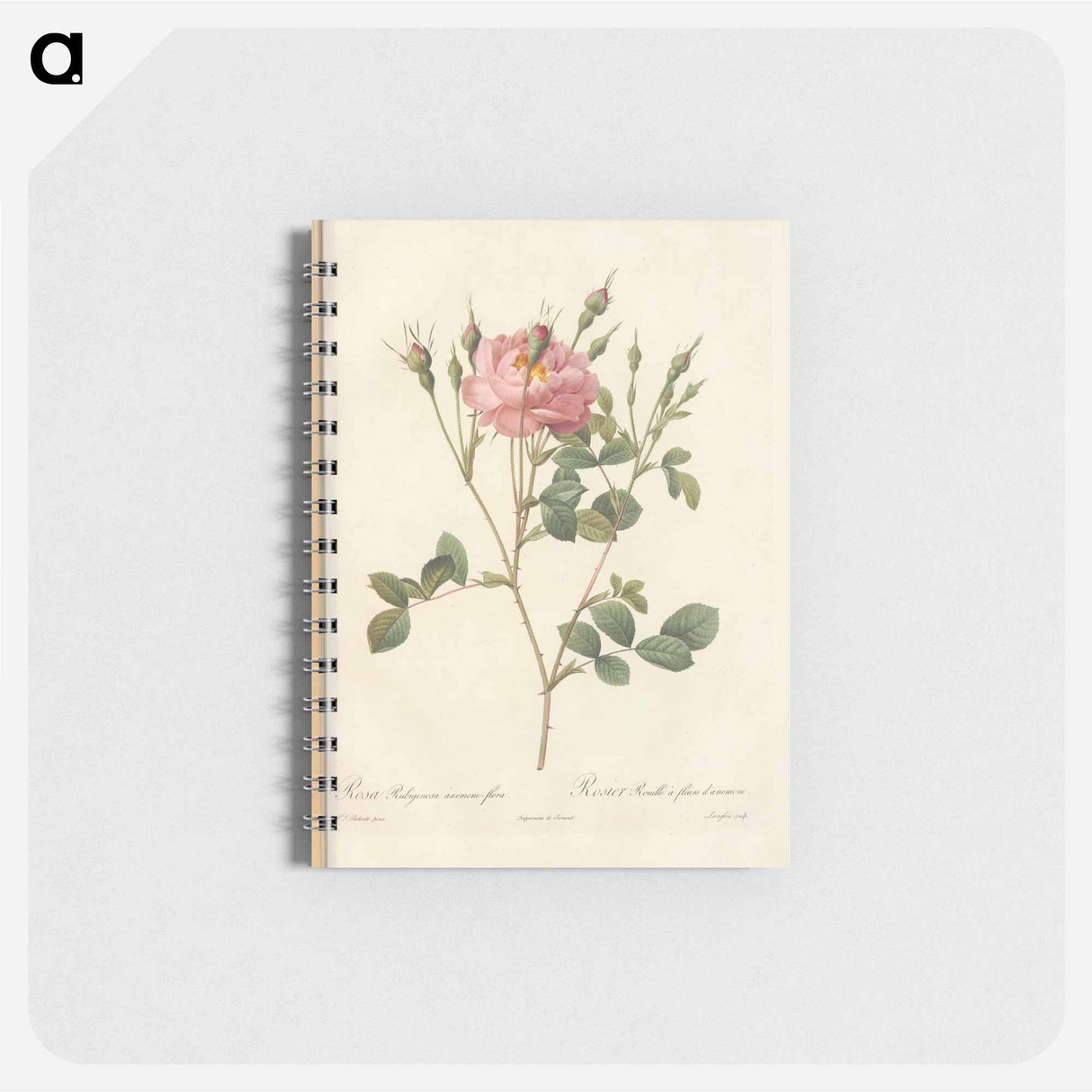 Rose illustration - ピエール ジョゼフ ルドゥーテ Memo.