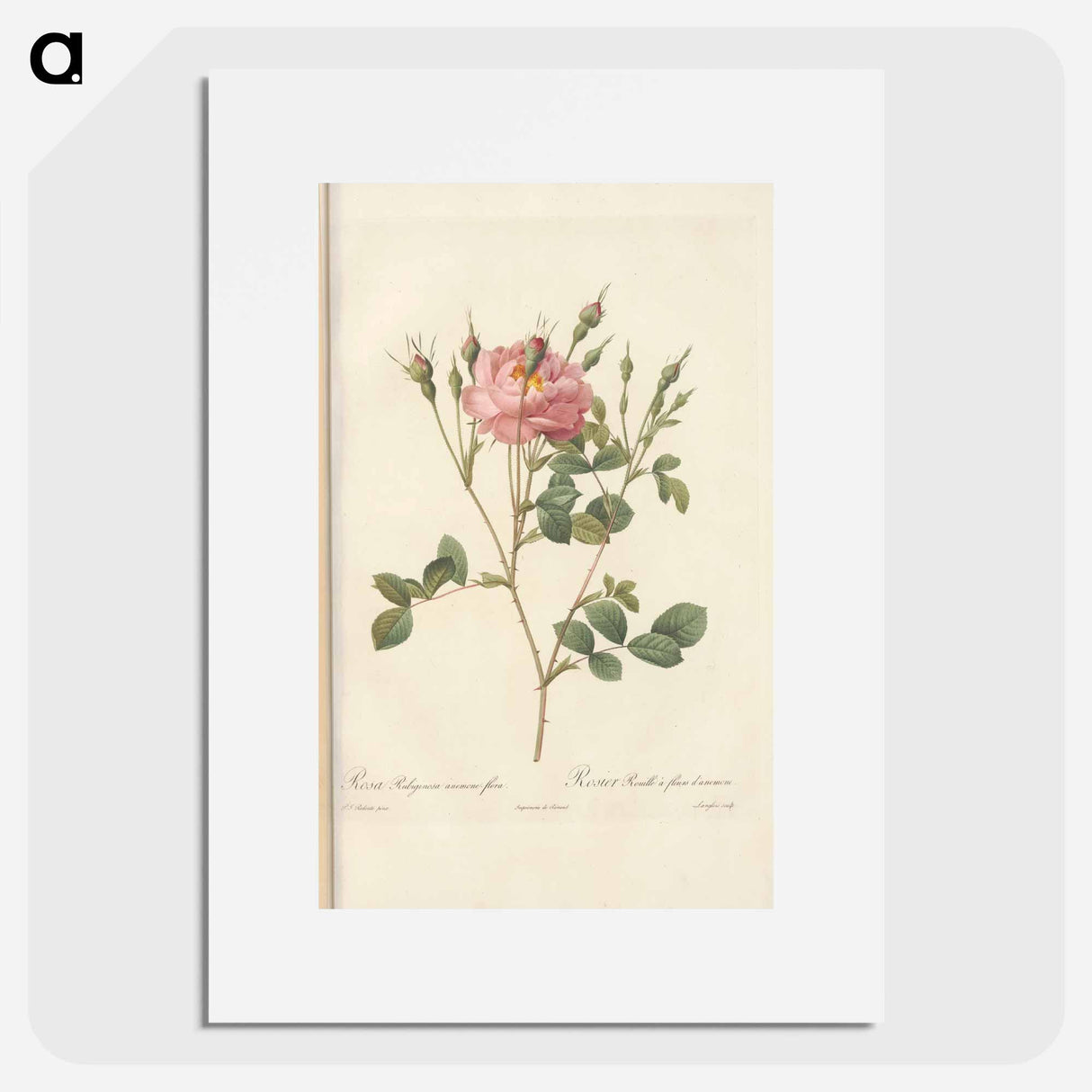 Rose illustration - Pierre Joseph Redouté Poster.