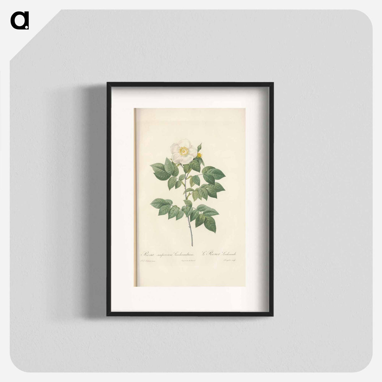 Rose illustration - Pierre Joseph Redouté Poster.