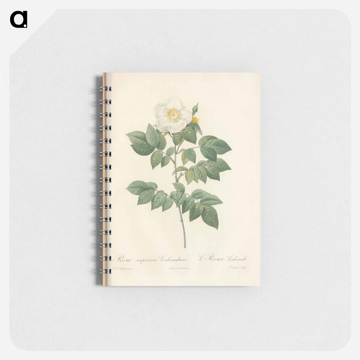 Rose illustration - ピエール ジョゼフ ルドゥーテ Memo.