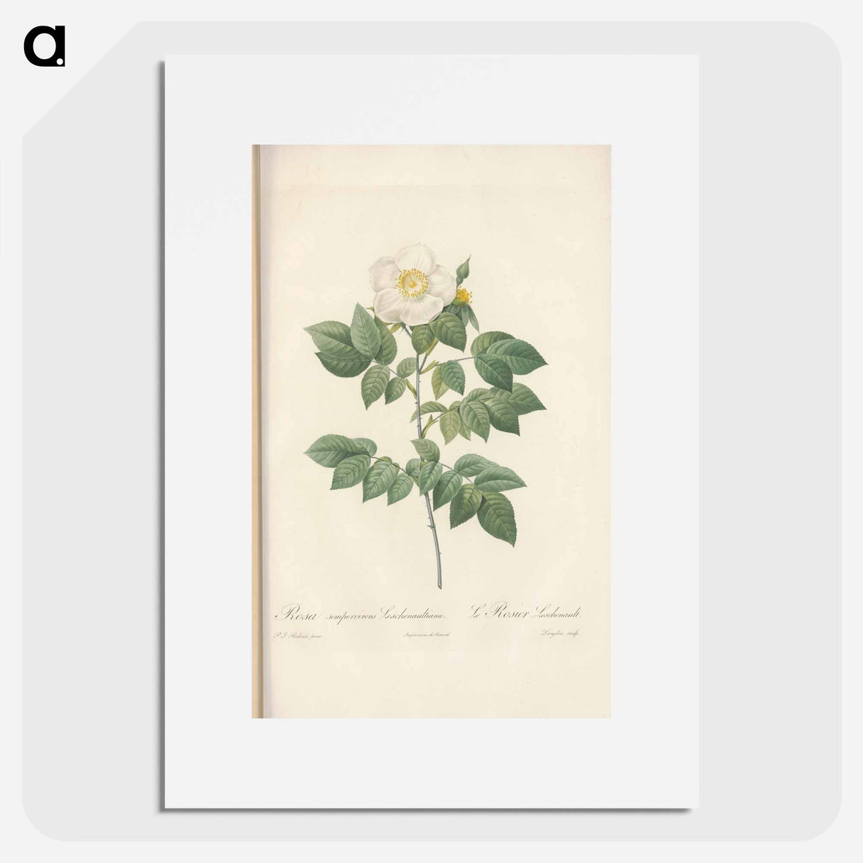 Rose illustration - Pierre Joseph Redouté Poster.