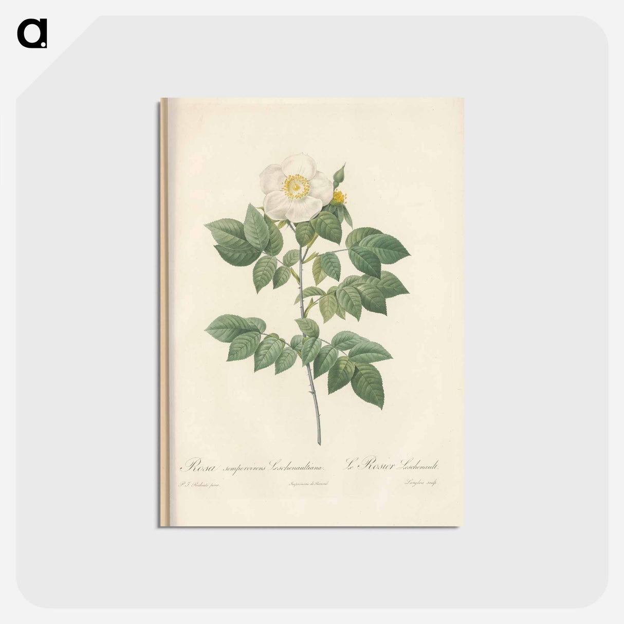 アートポストカード-Rose illustration - ピエール ジョゼフ ルドゥーテ Postcard.