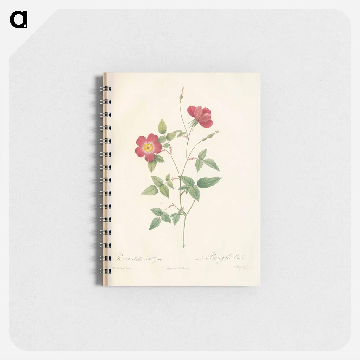 Rose illustration - ピエール ジョゼフ ルドゥーテ Memo.