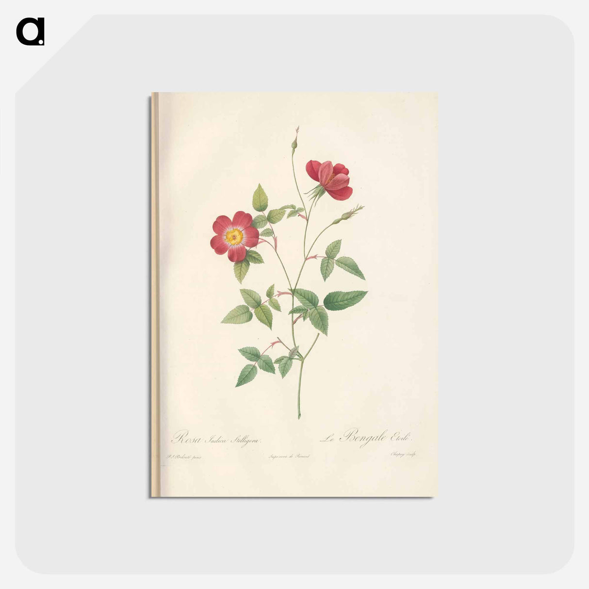 アートポストカード-Rose illustration - ピエール ジョゼフ ルドゥーテ Postcard.