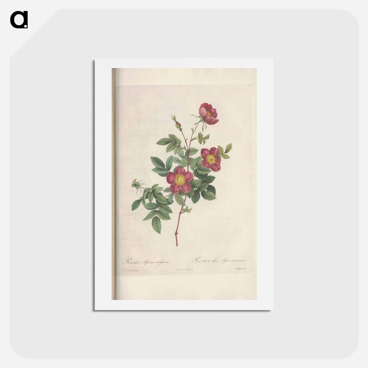 アートポストカード-Rose illustration - ピエール ジョゼフ ルドゥーテ Postcard.