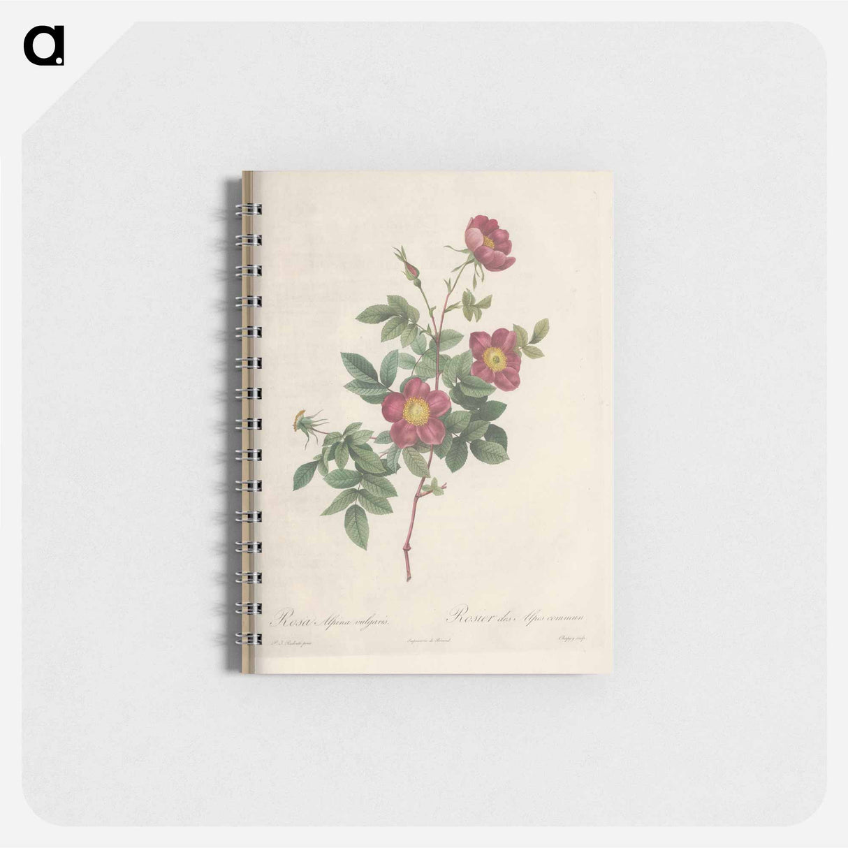 Rose illustration - ピエール ジョゼフ ルドゥーテ Memo.