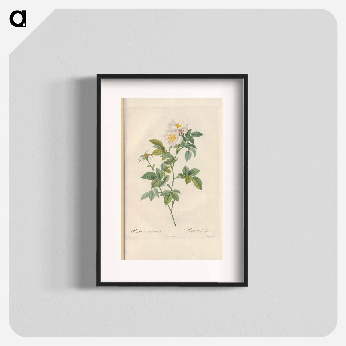 Rose illustration - Pierre Joseph Redouté Poster.