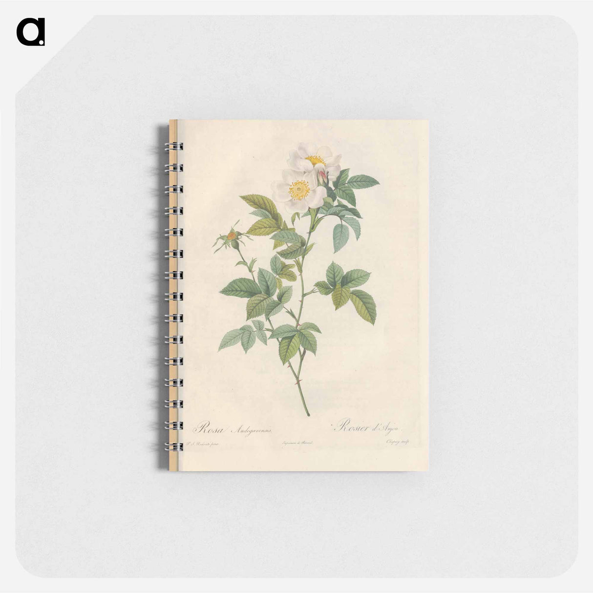 Rose illustration - ピエール ジョゼフ ルドゥーテ Memo.