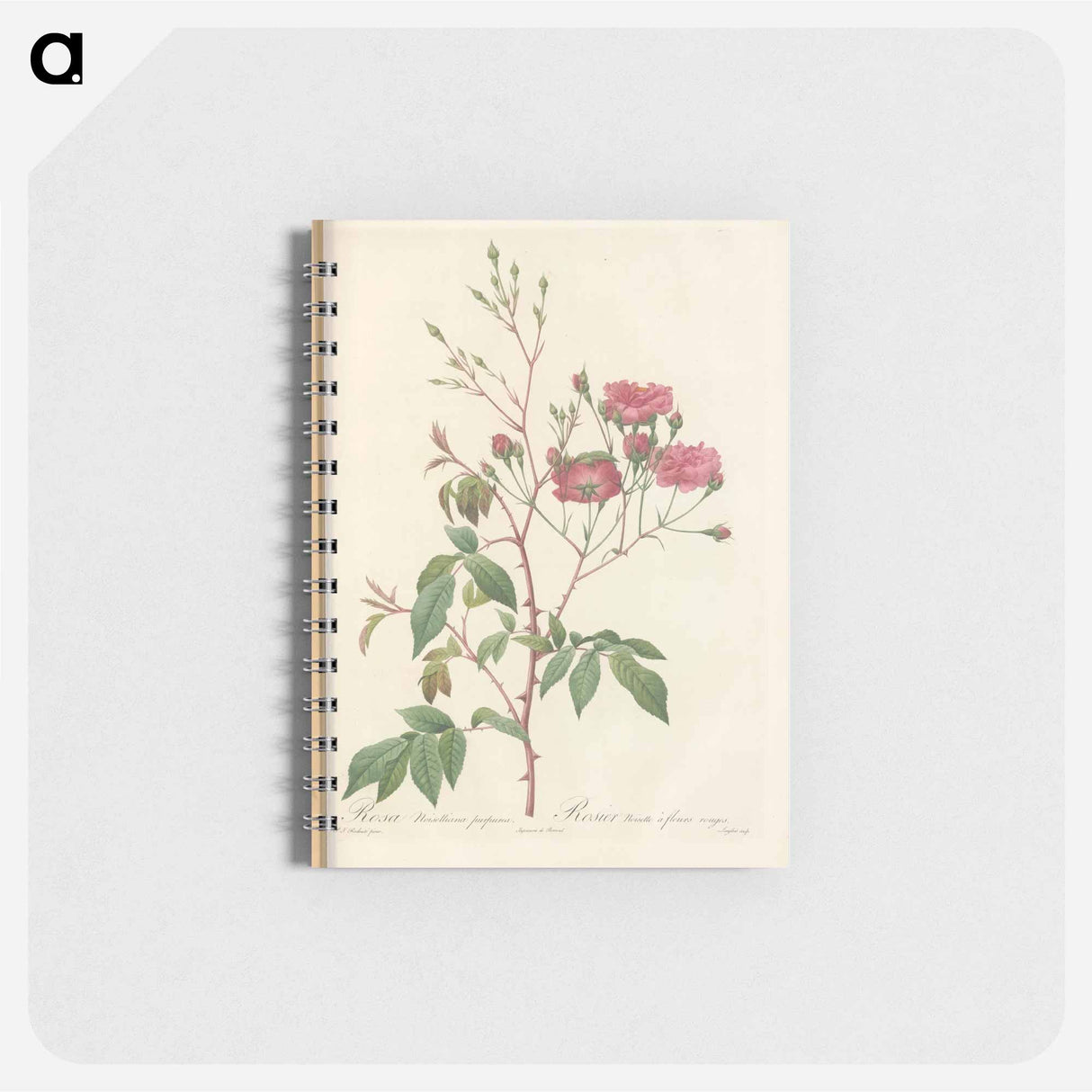 Rose illustration - ピエール ジョゼフ ルドゥーテ Memo.