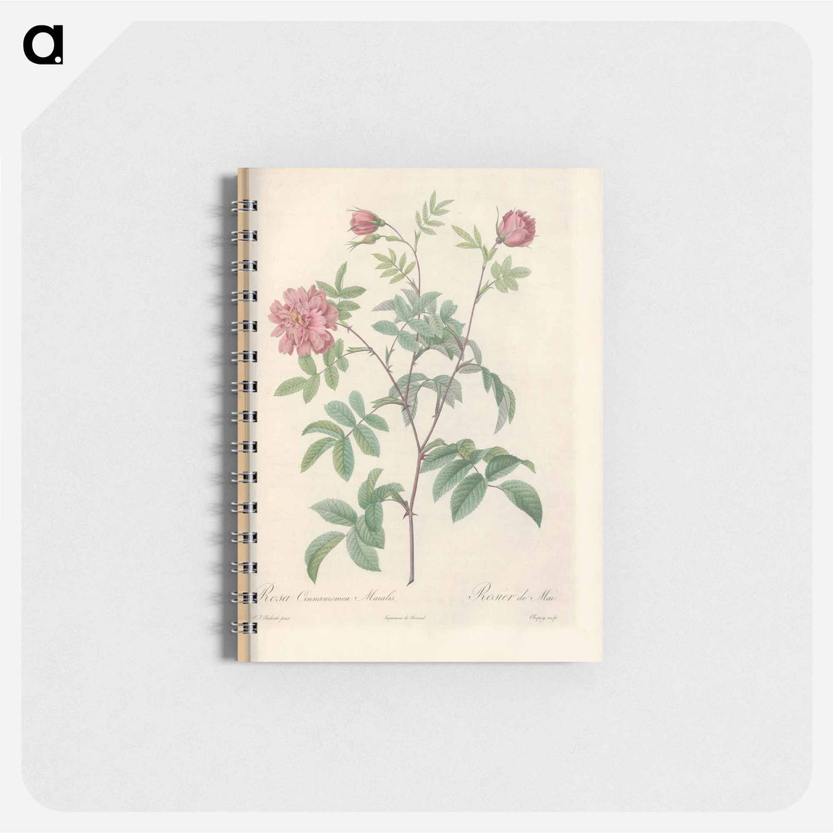 Rose illustration - ピエール ジョゼフ ルドゥーテ Memo.