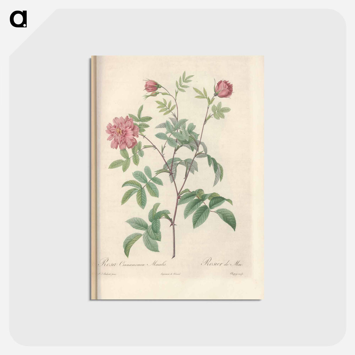 アートポストカード-Rose illustration - ピエール ジョゼフ ルドゥーテ Postcard.