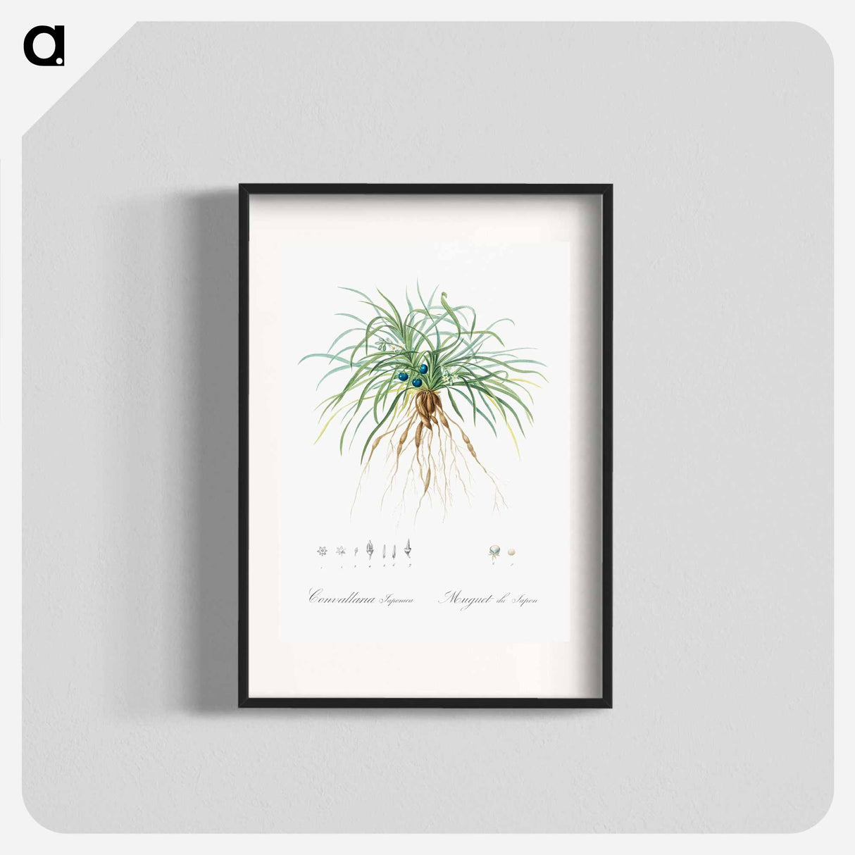 Convallaria japonica illustration - Pierre Joseph Redouté Poster.