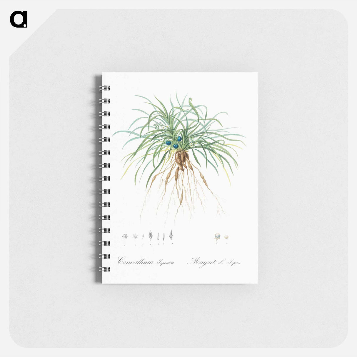アートメモ帳-Convallaria japonica illustration - ピエール ジョゼフ ルドゥーテ Memo.
