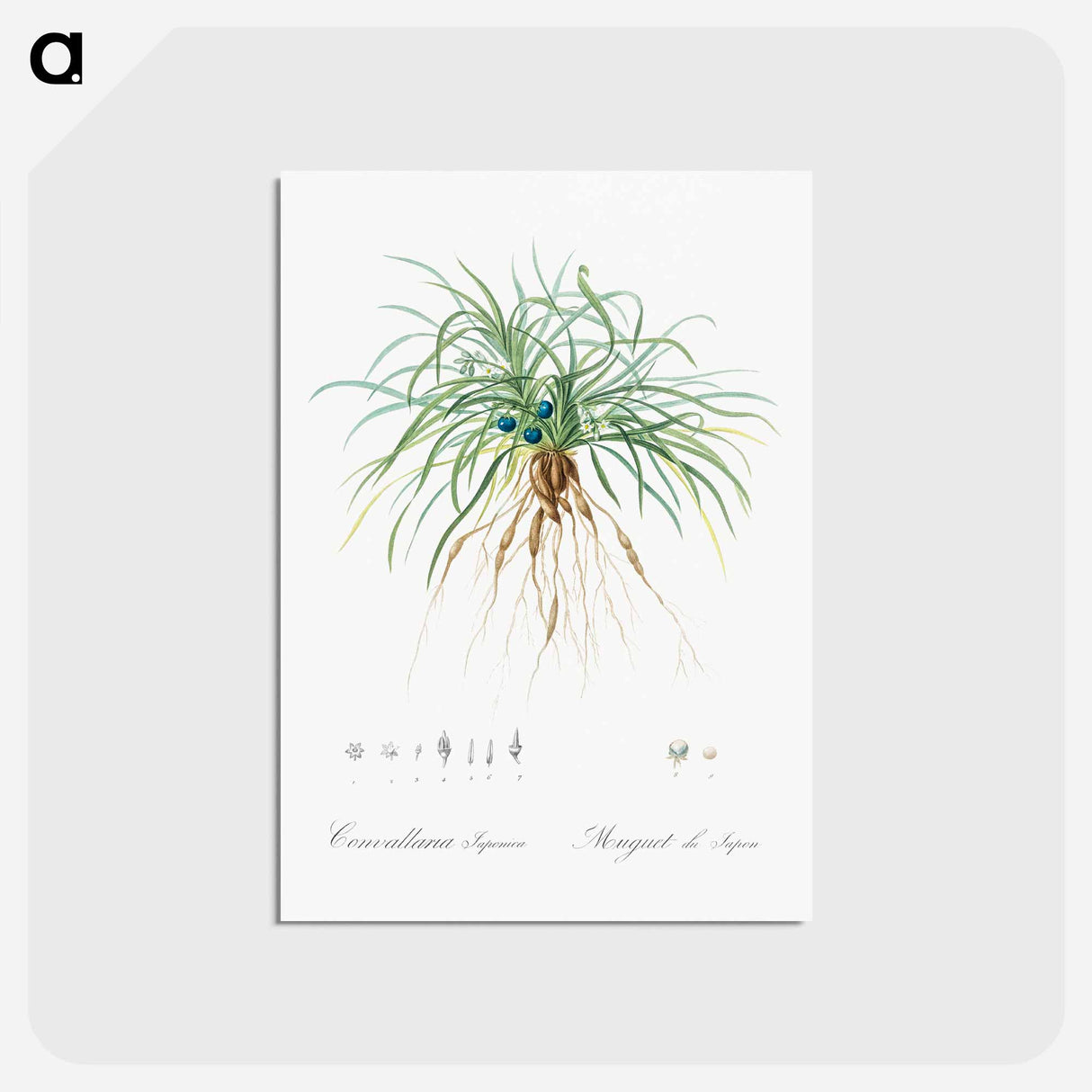 アートポストカード-Convallaria japonica illustration - ピエール ジョゼフ ルドゥーテ Postcard.