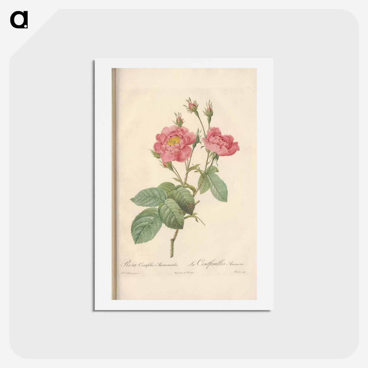 アートポストカード-Rose illustration - ピエール ジョゼフ ルドゥーテ Postcard.