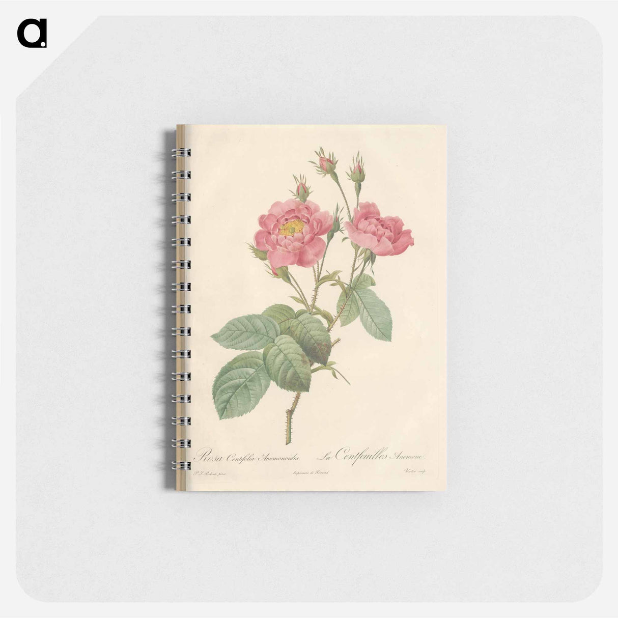 Rose illustration - ピエール ジョゼフ ルドゥーテ Memo.