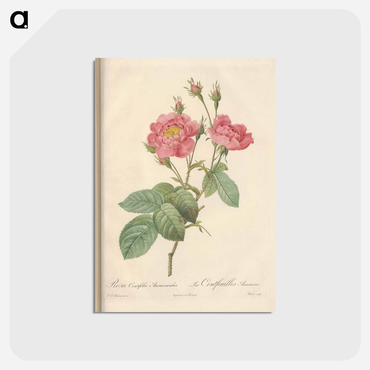 アートポストカード-Rose illustration - ピエール ジョゼフ ルドゥーテ Postcard.