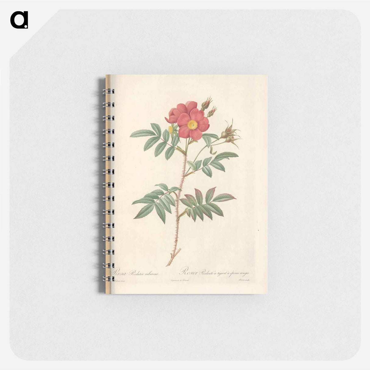 Rose illustration - ピエール ジョゼフ ルドゥーテ Memo.