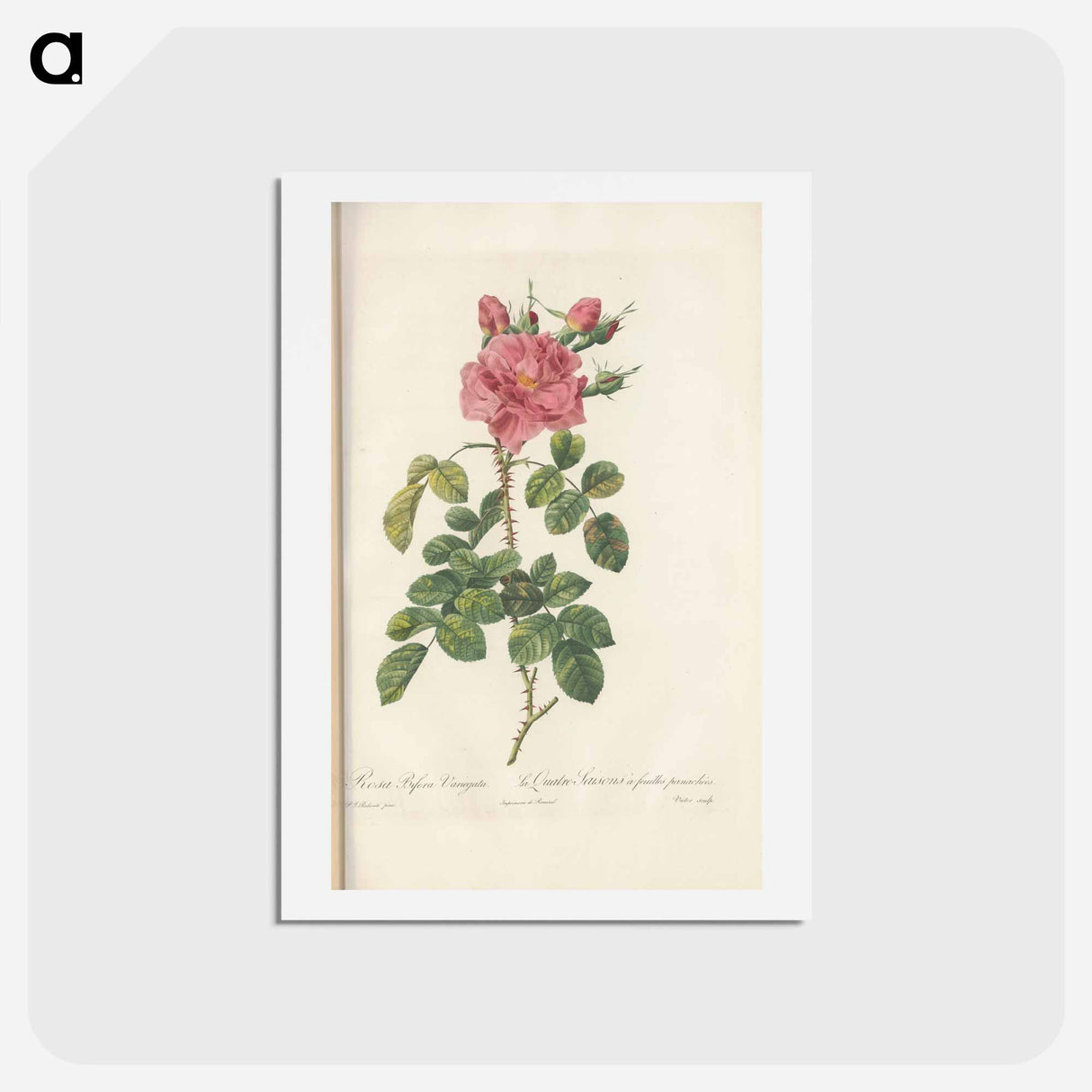 アートポストカード-Rose illustration - ピエール ジョゼフ ルドゥーテ Postcard.