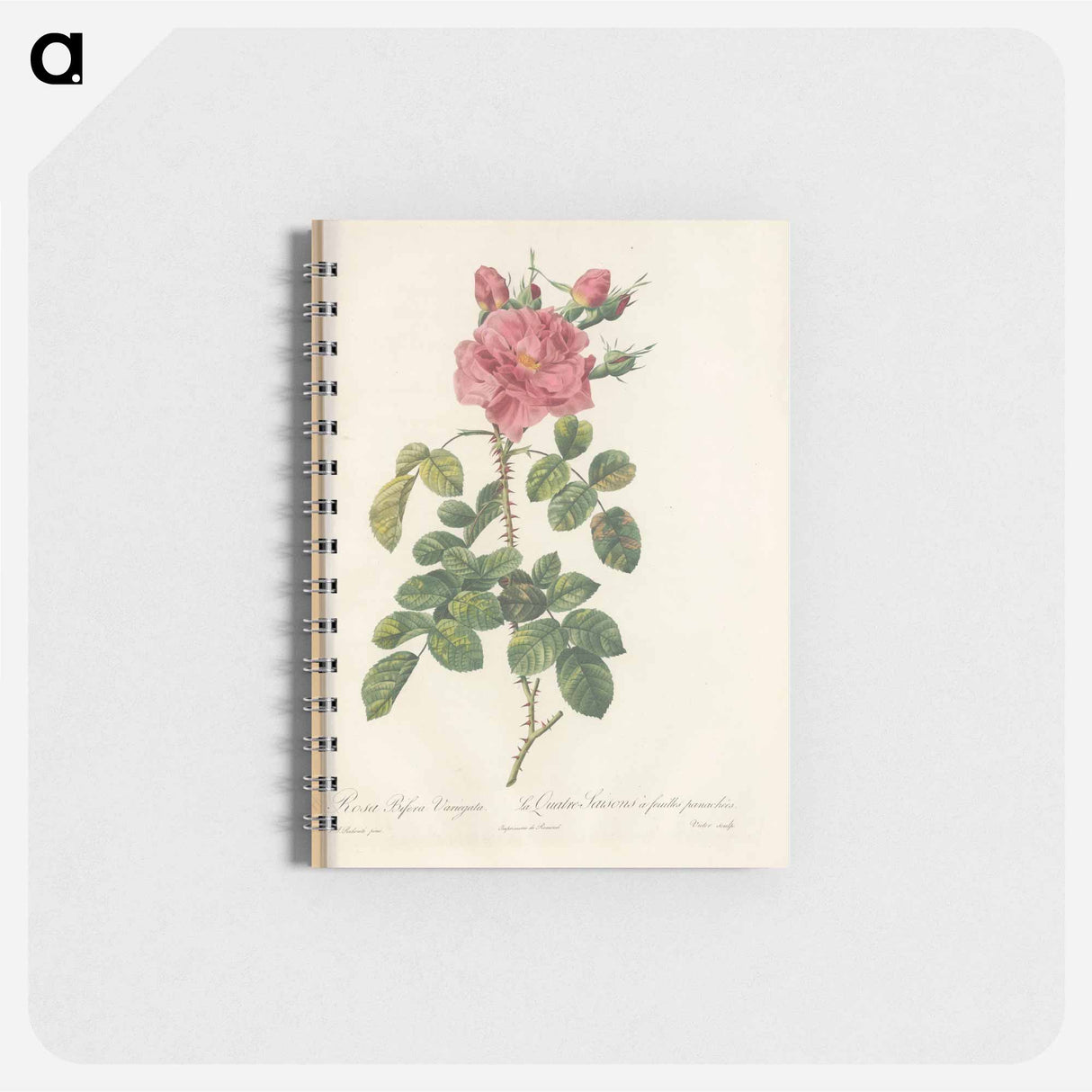 Rose illustration - ピエール ジョゼフ ルドゥーテ Memo.
