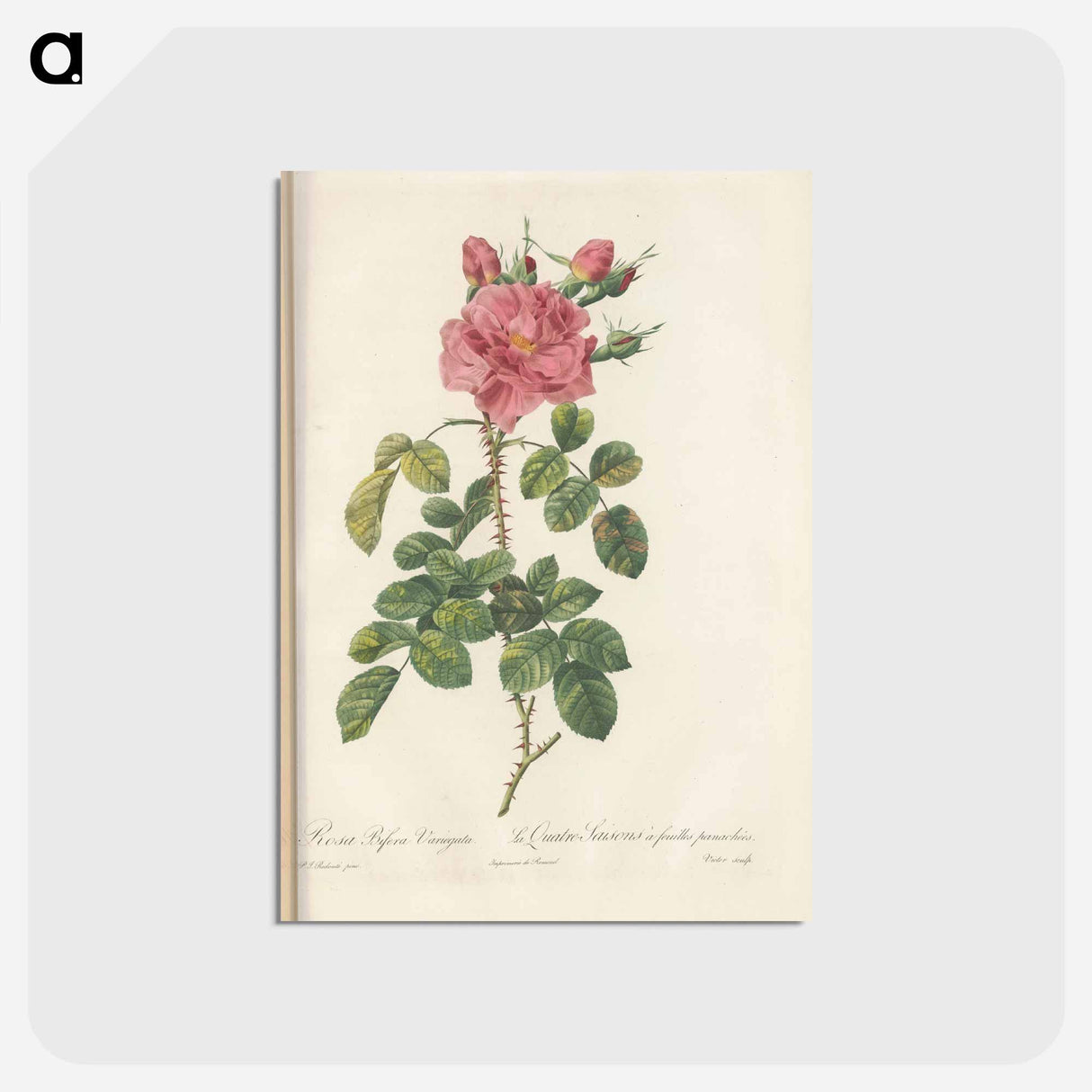 アートポストカード-Rose illustration - ピエール ジョゼフ ルドゥーテ Postcard.