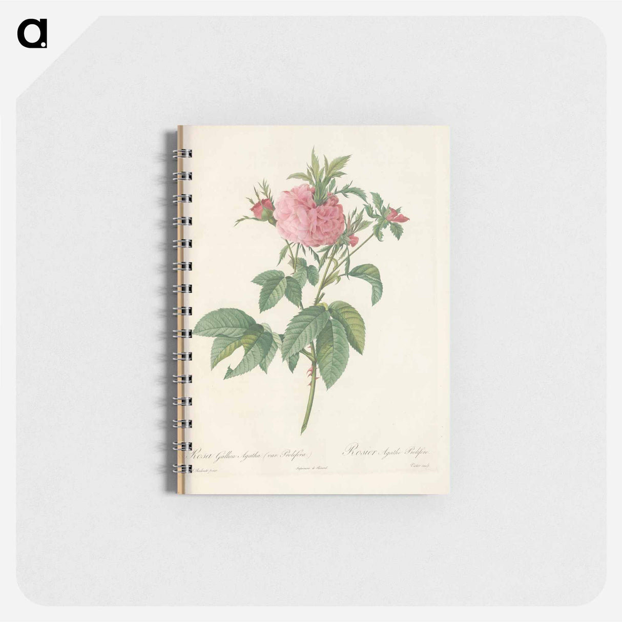 Rose illustration - ピエール ジョゼフ ルドゥーテ Memo.