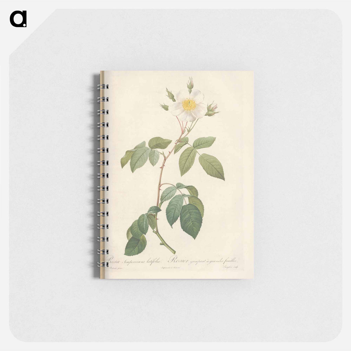 Rose illustration - ピエール ジョゼフ ルドゥーテ Memo.