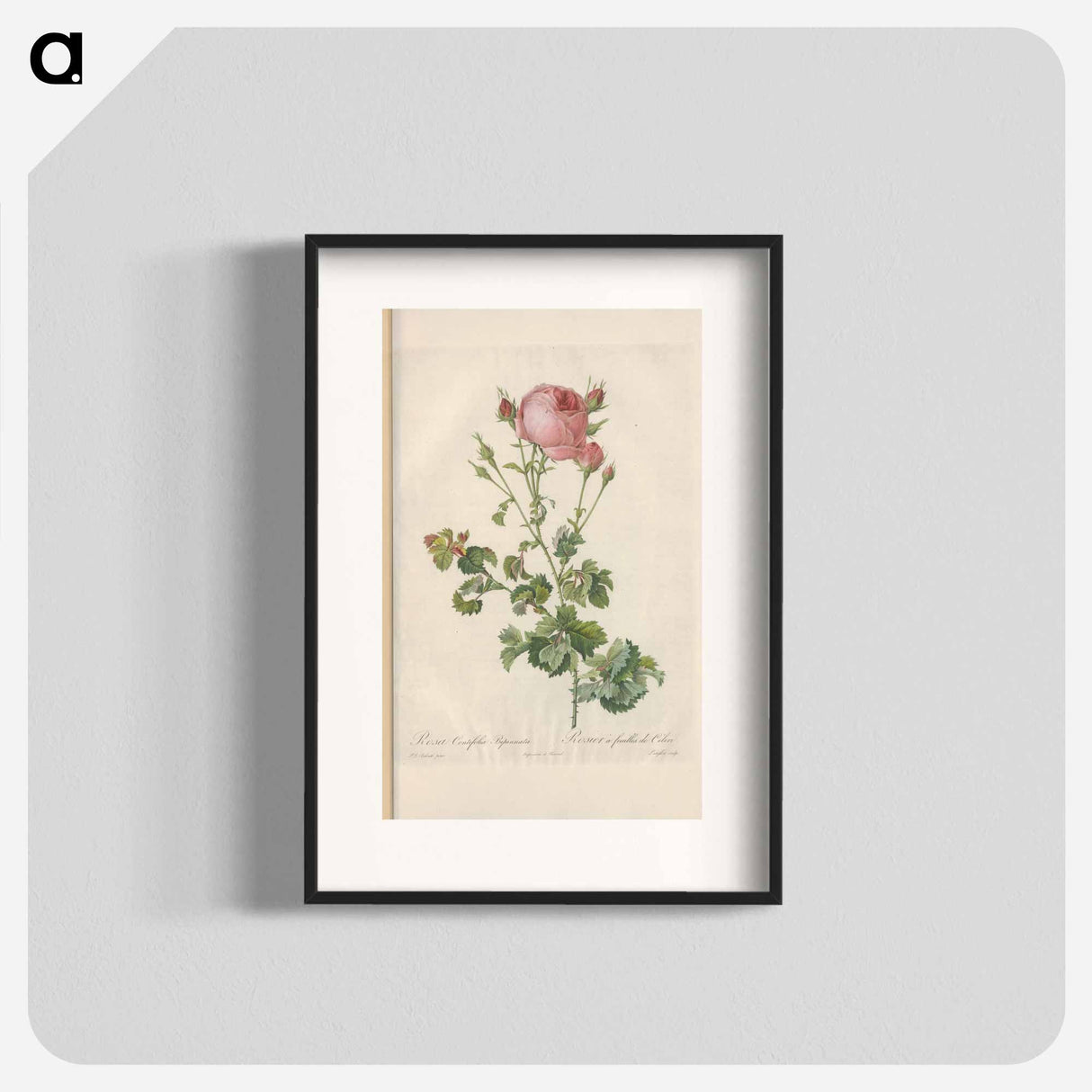 Rose illustration - Pierre Joseph Redouté Poster.