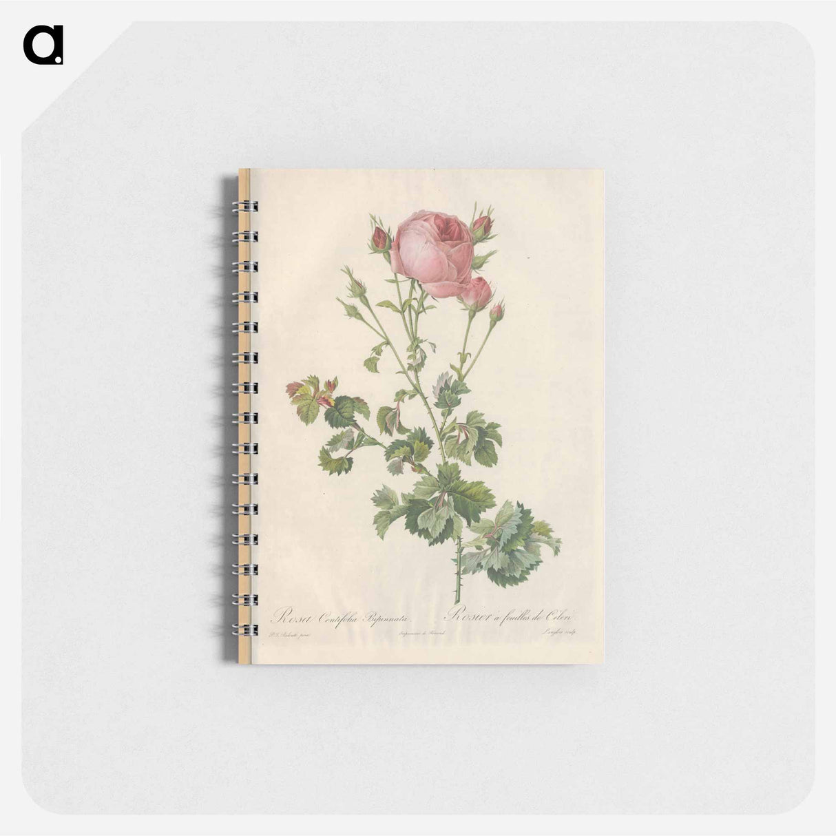 Rose illustration - ピエール ジョゼフ ルドゥーテ Memo.