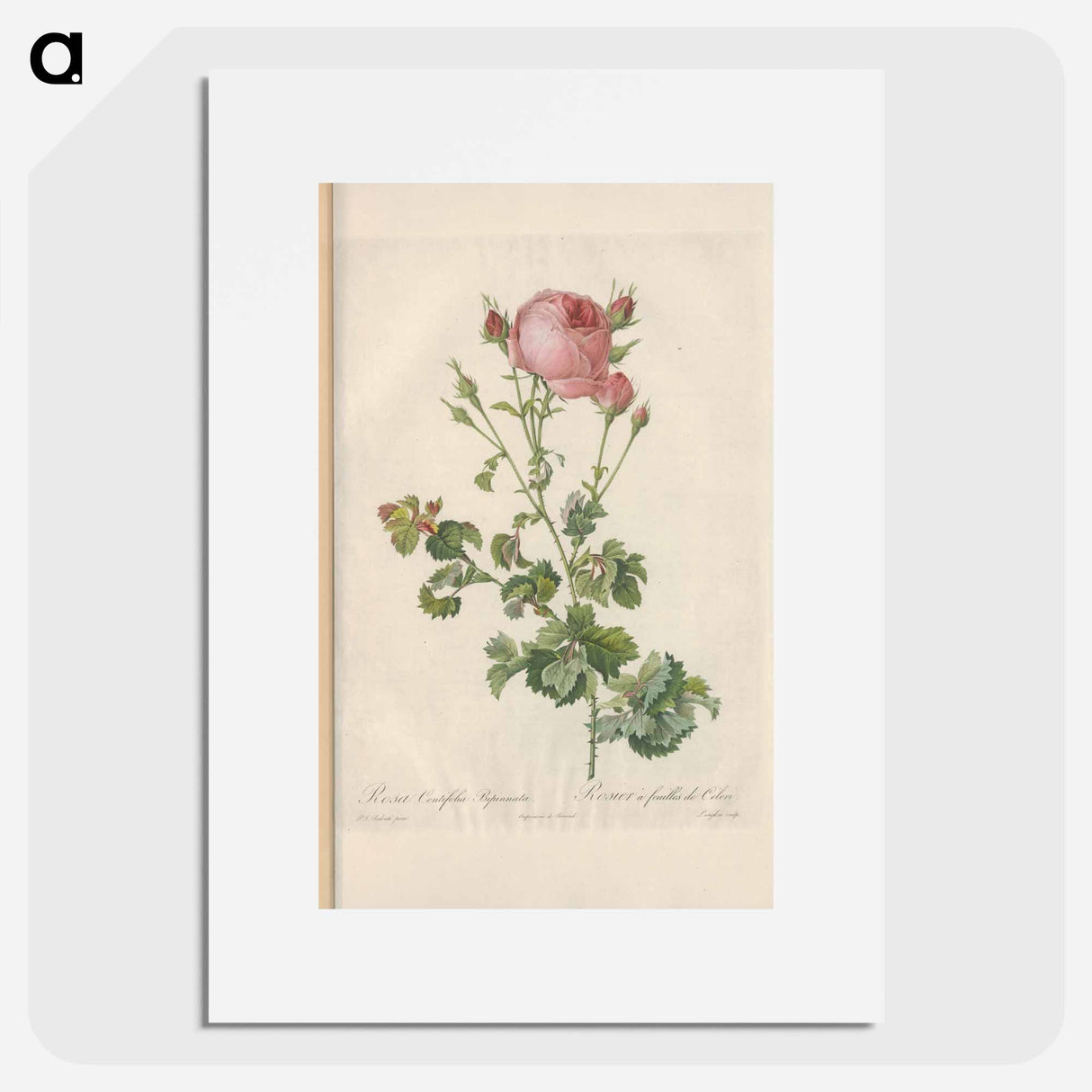 Rose illustration - Pierre Joseph Redouté Poster.