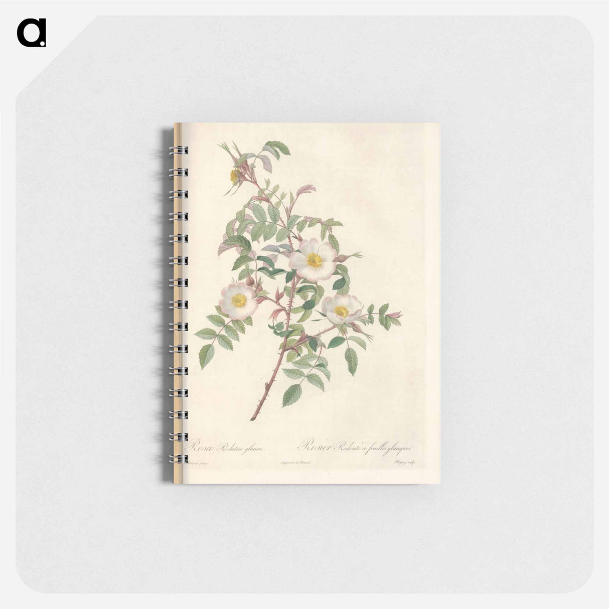 Rose illustration - ピエール ジョゼフ ルドゥーテ Memo.
