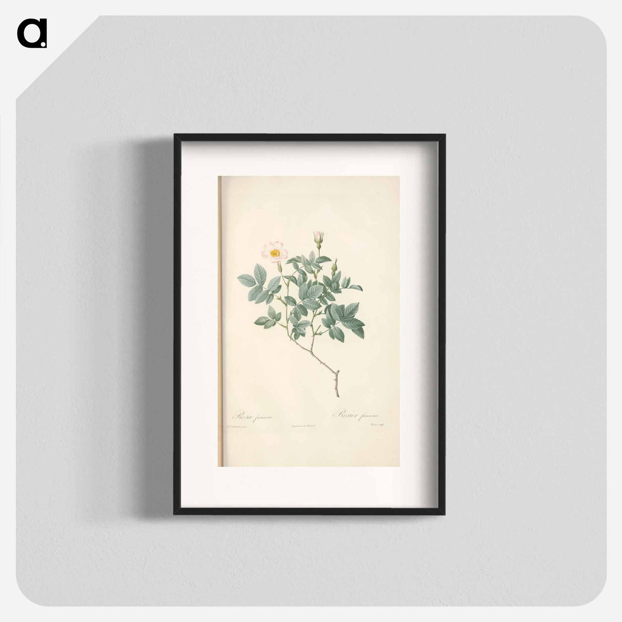 Rose illustration - Pierre Joseph Redouté Poster.