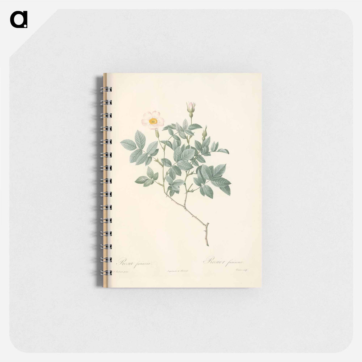 Rose illustration - ピエール ジョゼフ ルドゥーテ Memo.