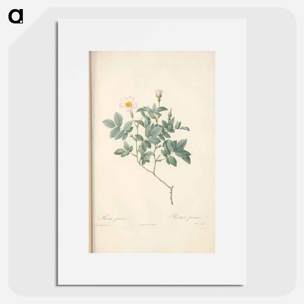 Rose illustration - Pierre Joseph Redouté Poster.