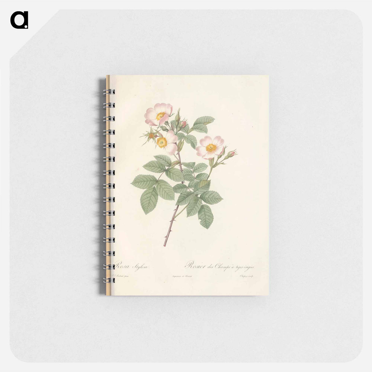 Rose illustration - ピエール ジョゼフ ルドゥーテ Memo.